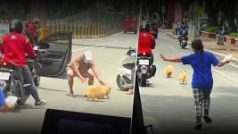 Fur babies, ginawang playground ang kalsada Fur babies, ginawang playground ang kalsada