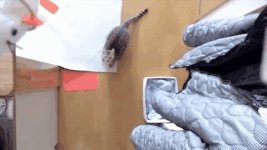 cats.gif cats.gif
