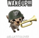 Wake Up Cat GIF Wake Up Cat GIF