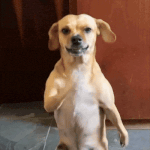 ezgif.com-effects.gif