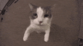200.gif