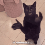 Funny Cat GIF Funny Cat GIF