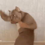 Boxing Bulldog GIF Boxing Bulldog GIF