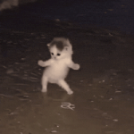 Dance Cat GIF by Respective Dance Cat GIF by Respective