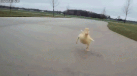 giphy.gif giphy.gif