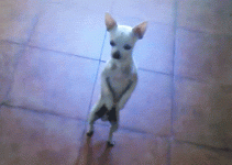 giphy.gif giphy.gif