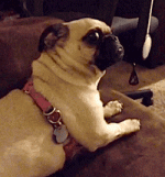 giphy.gif giphy.gif