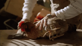 giphy.gif