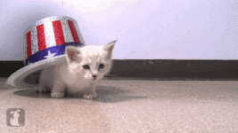 giphy.gif