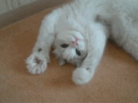 giphy.gif giphy.gif