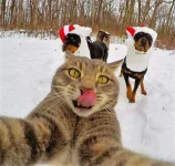 selfie%20cats%20(6).webp