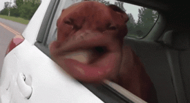 giphy.gif giphy.gif