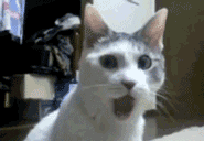 giphy.gif giphy.gif