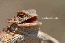 giphy.gif giphy.gif
