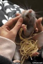 giphy.gif