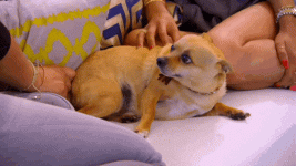 giphy.gif