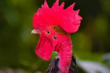 cLJv6cO.webp