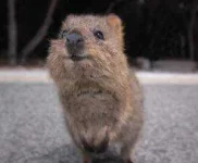 quokka1-300x248.webp