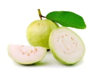guava-leaf-1024x782.webp guava-leaf-1024x782.webp