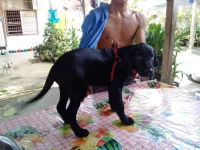 3monsb4 parvo.webp