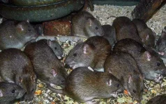rodents-identification.v6.webp