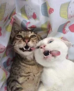 funny-cats (1).webp funny-cats (1).webp