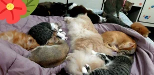 cats.webp
