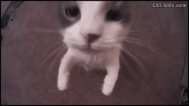 cat kiss.gif