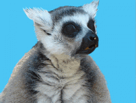 200.gif