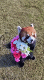 valentines2.gif