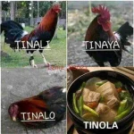4 phases Filipino Cock.jpg