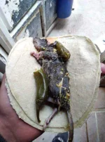 Ratatortilla.webp