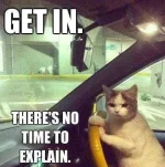 cat driver.webp
