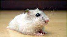 x-Pearl_Winter_White_Russian_Dwarf_Hamster_-_Front.webp