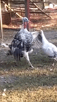 200.gif