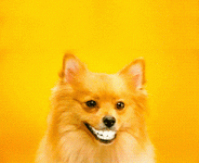 happydog.gif