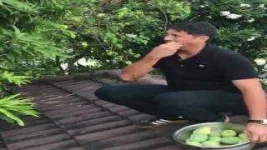 mangga.webp