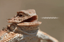 200.gif 200.gif