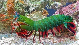 mantis-shrimp.webp