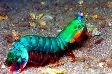 Peacock-Mantis-Shrimp__880.webp Peacock-Mantis-Shrimp__880.webp