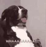 dog-funny.gif dog-funny.gif