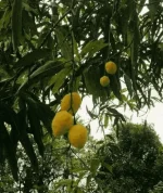 1618220037118.webp