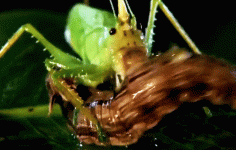 giphy.gif giphy.gif