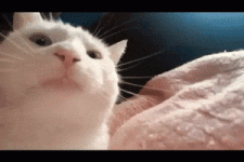 200.gif 200.gif