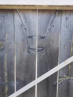 groot.webp