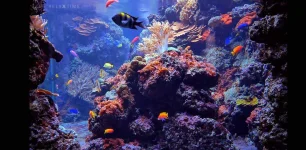Screenshot_20210512-173244.webp
