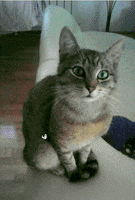 200.gif