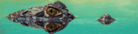 Copy of Untitled (3).gif Copy of Untitled (3).gif