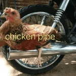1622165822405.webp