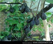 Grenade Fruit Sinong may gusto.jpg